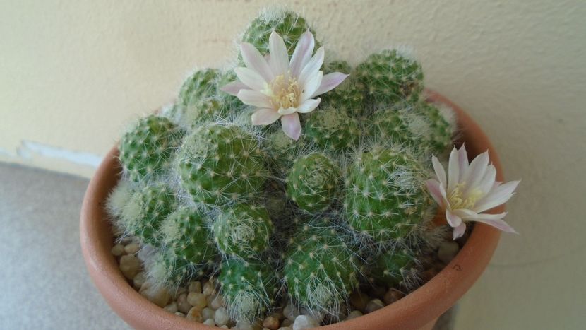 Rebutia cv. sunrise - Cactusi 2020 evolutie primavara