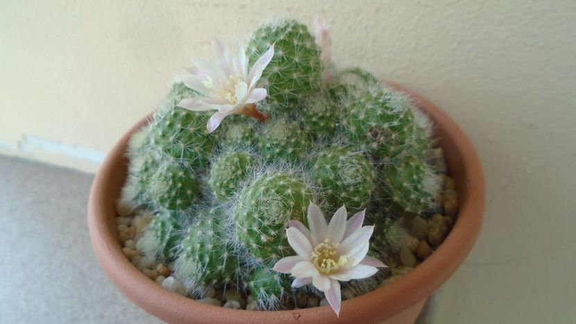 Rebutia cv. sunrise - Cactusi 2020 evolutie primavara