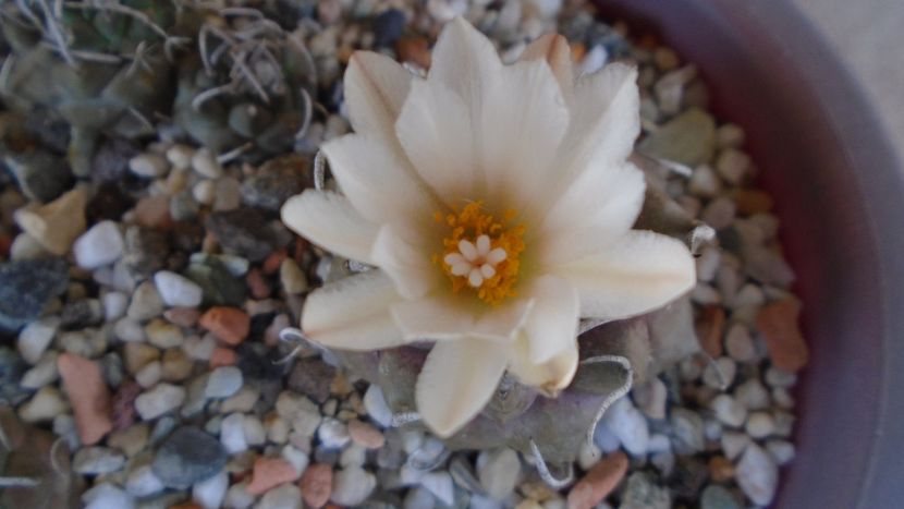 Turbinicarpus macrochele v. screvispinum - Cactusi 2020 evolutie primavara