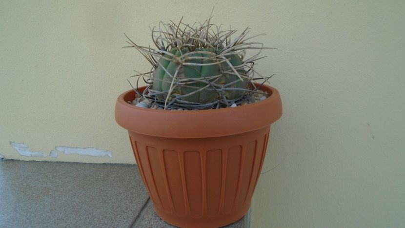 Gymnocalycium spegazzinii ssp. armatum - Cactusi 2020 Gymnocalycium