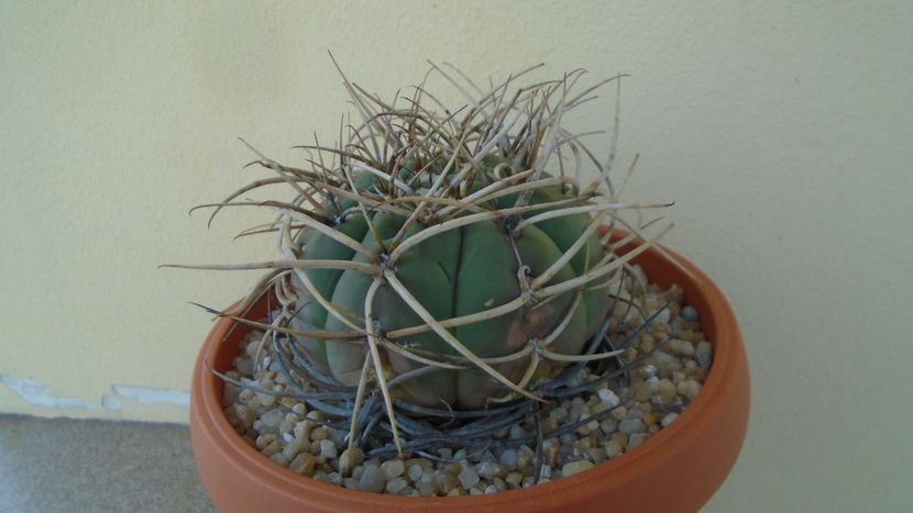 Gymnocalycium spegazzinii ssp. armatum - Cactusi 2020 Gymnocalycium