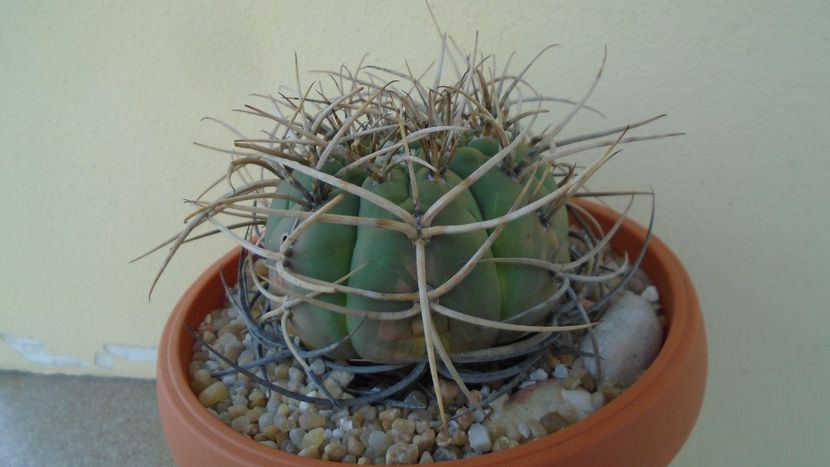 Gymnocalycium spegazzinii ssp. armatum - Cactusi 2020 Gymnocalycium