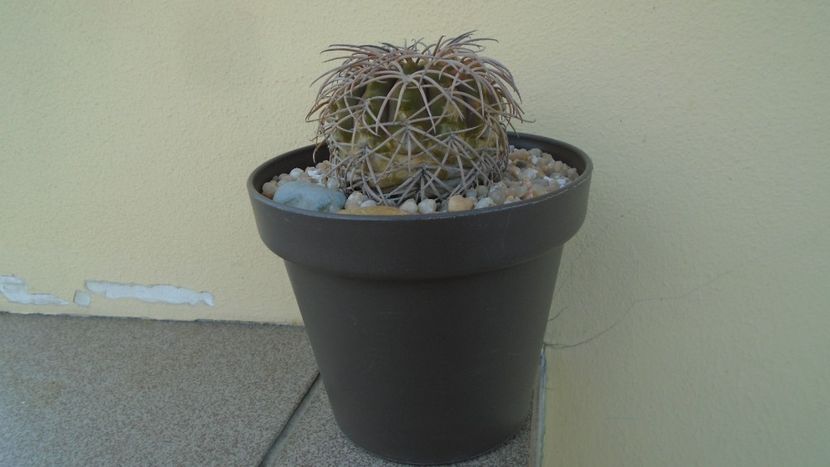 Gymnocalycium spegazzinii - Cactusi 2020 Gymnocalycium