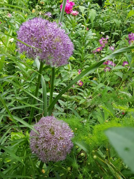  - Allium 2020 21 22