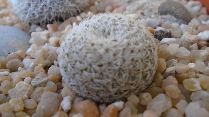 Mammillaria sp., K 1453 (M. gieseckei n.n., Calipam, Puebla, Mx. Collector: Heinz-Josef Klein) - Cactusi 2020 evolutie primavara