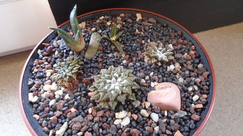 Grup de 5 Ariocarpus - Cactusi 2020 evolutie primavara