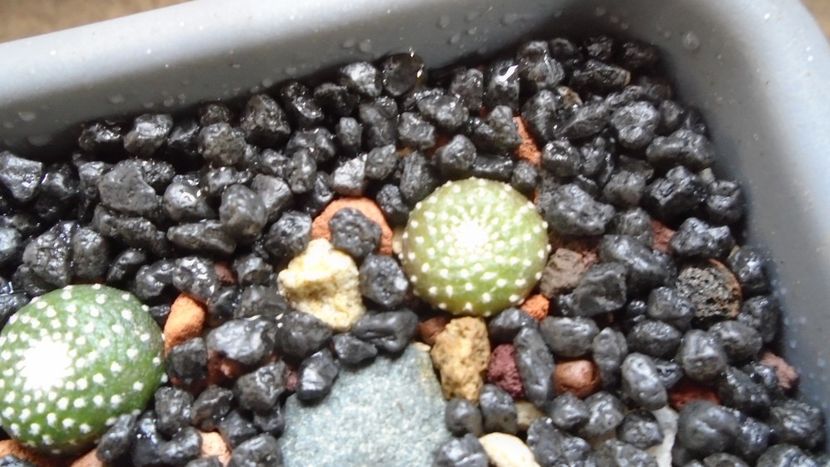 Blossfeldia tarabucoensis (liliputana), Tarabuco, Bolivia - Cactusi 2020 evolutie primavara