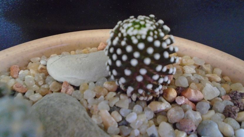 Mammillaria luethyi - Cactusi 2020 evolutie primavara