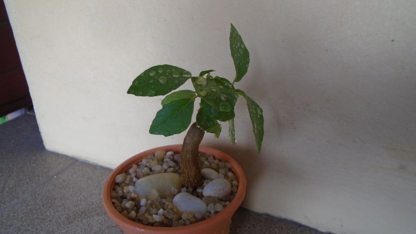 Ficus burkei - Caudiciforme - pachycaule si bulboase 2020