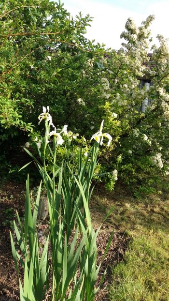 Iris siberica alba - Gradina si terasa PrimaLuce_7-Hello 2020