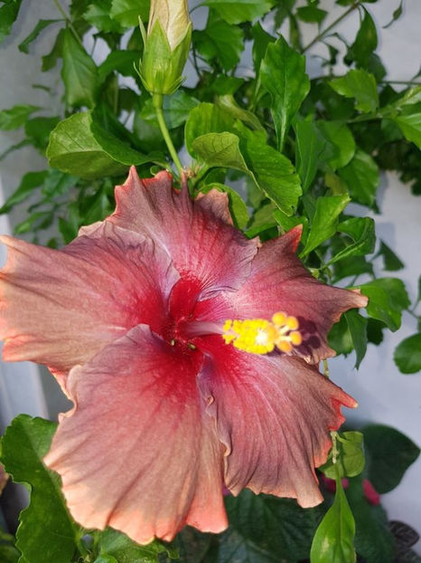  - HIBISCUS 2020