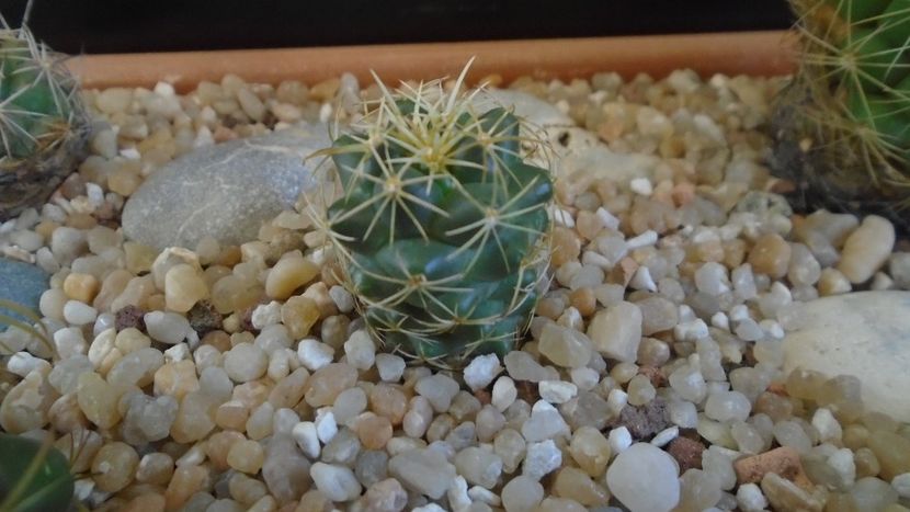 Coryphantha sp. - Cactusi 2020 evolutie primavara