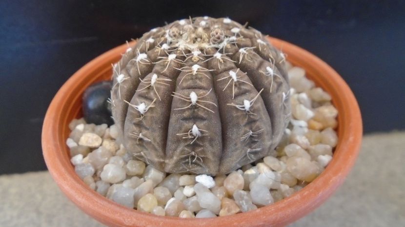 Gymnocacalycium ragonesei - Cactusi 2020 Gymnocalycium