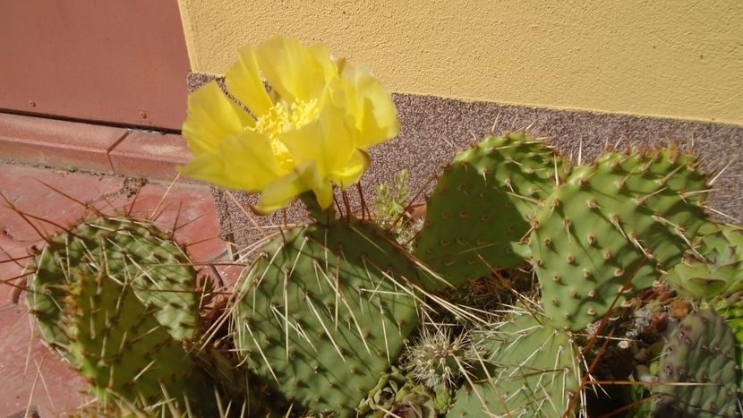 Opuntia phaeacantha - Cactusi 2020 evolutie primavara