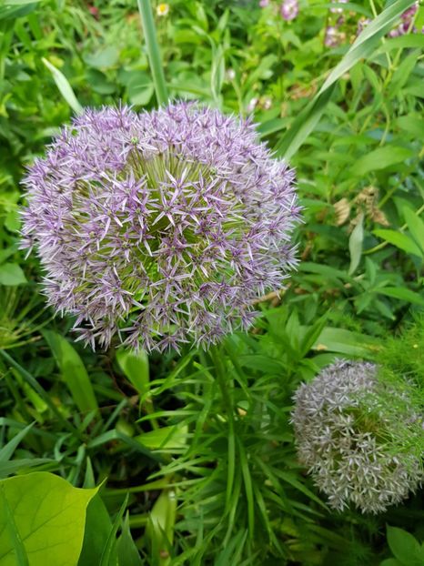  - Allium 2020 21 22