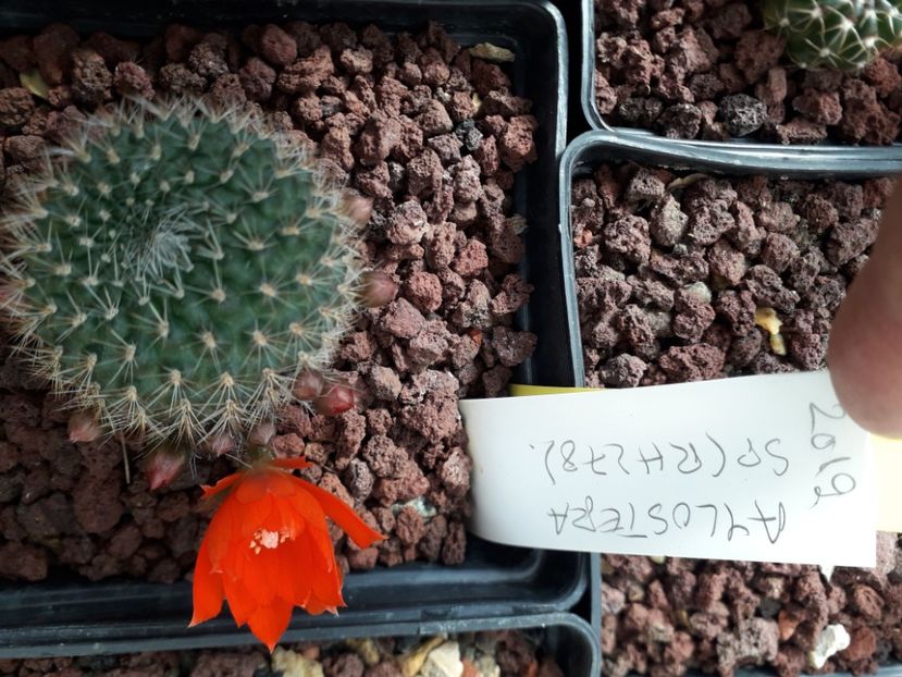 Rebutia sp RH 278 - Cactusi înfloriti 2020