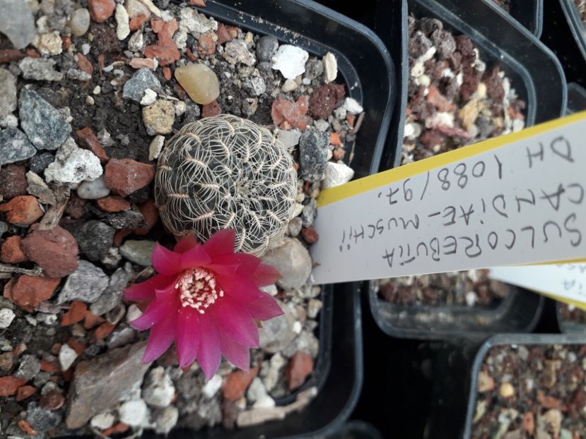 Sulcorebutia candiae muschii DH 1088/97 - Cactusi înfloriti 2020