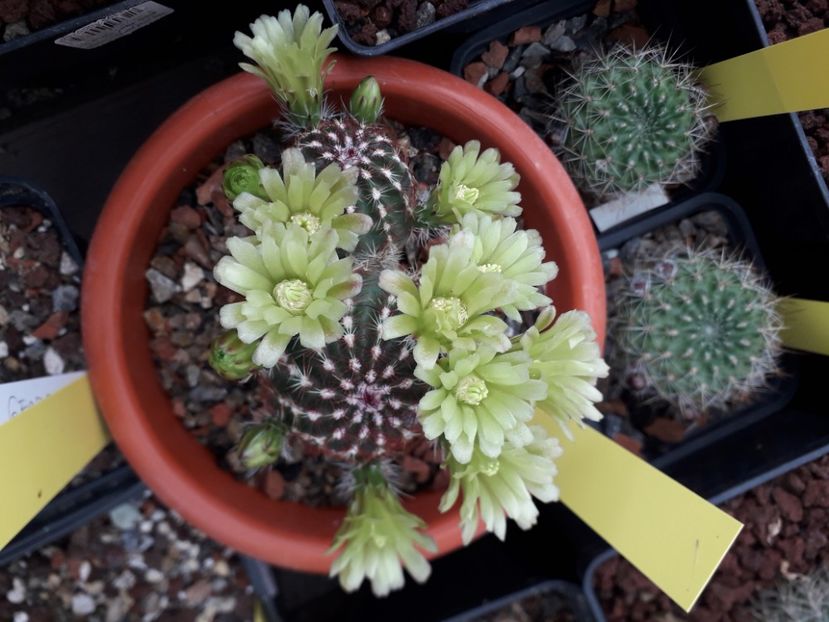 Echinocereus viridiflorus - Cactusi înfloriti 2020