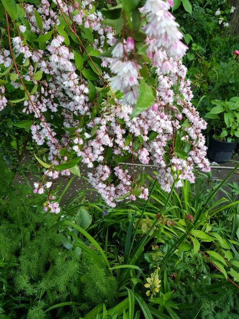 Deutzia - Mai 2020