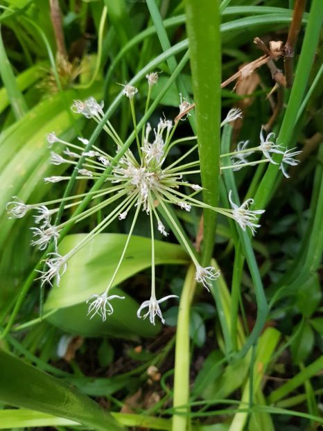  - Allium 2020 21 22