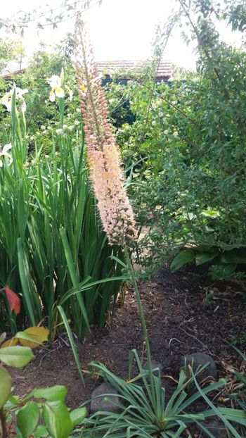 eremurus robustus - Gradina si terasa PrimaLuce_7-Hello 2020