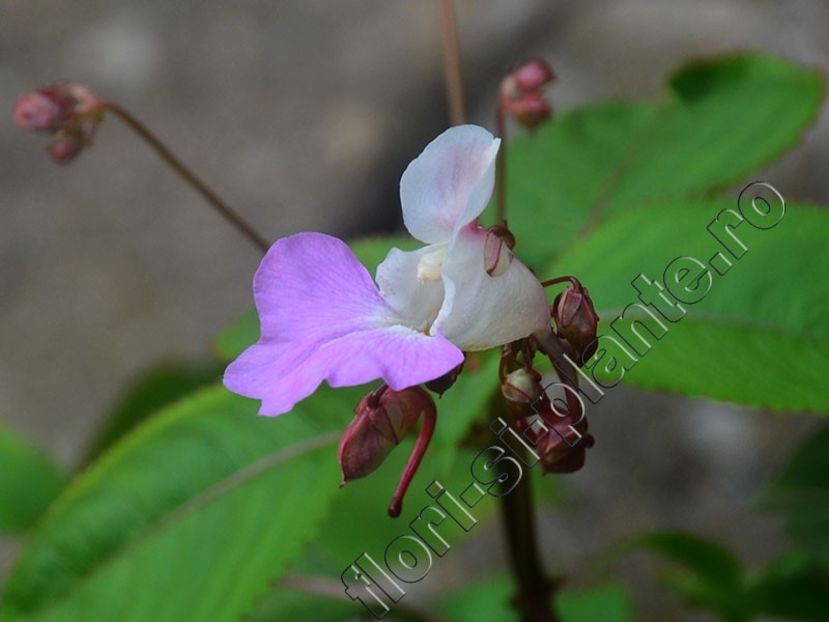 Impatiens glandulifera - Flori gradina