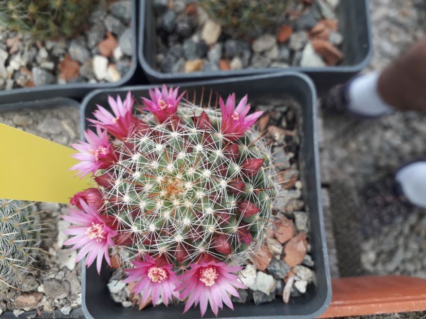 Mammillaria zeilmaniana - Cactusi înfloriti 2020