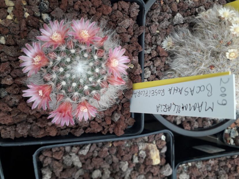 Mammillaria bocasana v roseiflora - Cactusi înfloriti 2020