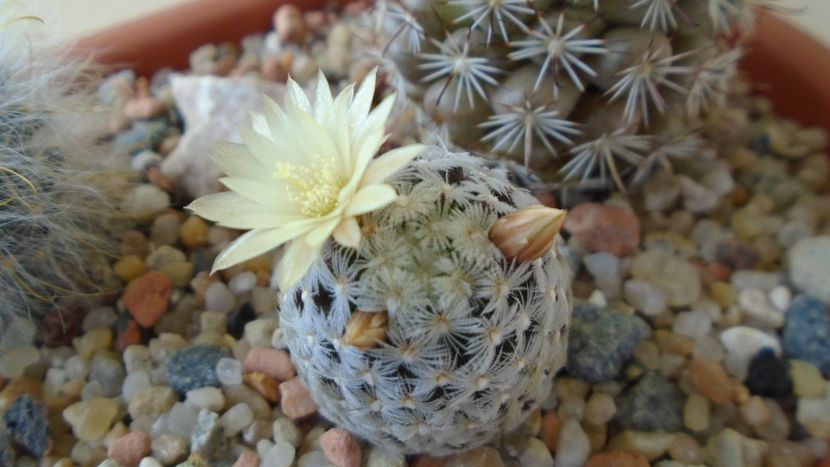 Mammillaria crinita ssp. duwei - Cactusi 2020 evolutie primavara