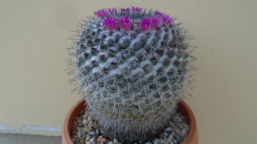 Mammillaria formosa ssp. chionocephala - Cactusi 2020 evolutie primavara