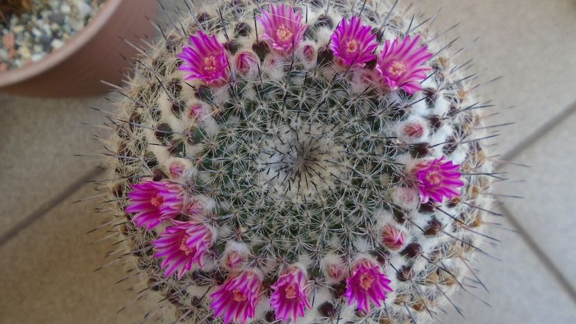 Mammillaria formosa ssp. chionocephala - Cactusi 2020 evolutie primavara