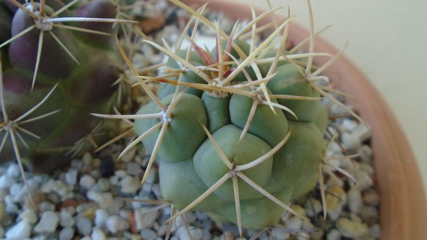 Thelocactus hexaedrophorus - Cactusi 2020 evolutie primavara