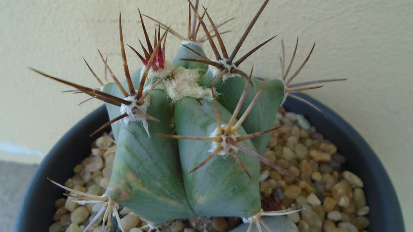 Echinocactus platyacanthus - Cactusi 2020 evolutie primavara