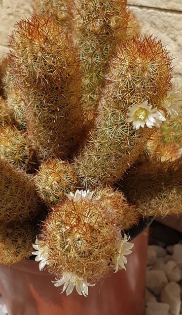 Mammillaria elongata - Mammillaria