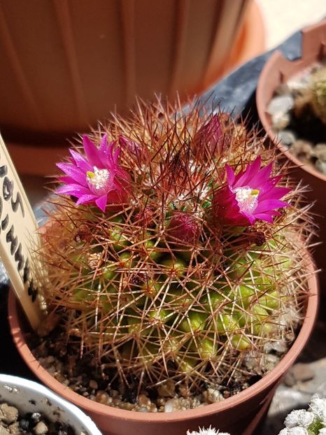 Mammillaria spinosissima - Mammillaria