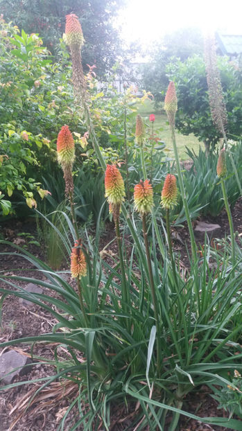 Kniphofia uvaria - Gradina si terasa PrimaLuce_7-Hello 2020