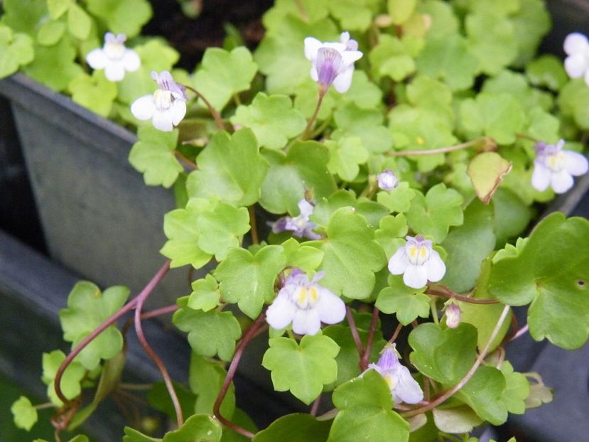 cymbalaria muralis - 2020