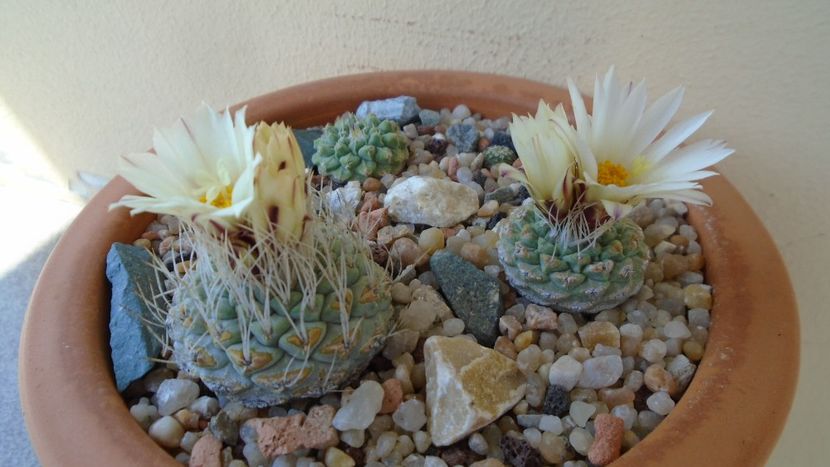 Strombocactus disciformis & Strombocactus disciformis ssp. jarmillae, Jalpan Mx. - Cactusi 2020 evolutie primavara