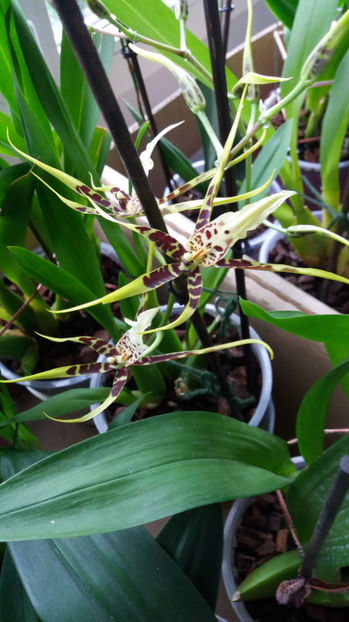 brassia "toscane" - Orhidee_4_simpodiale cu pseudobulbi