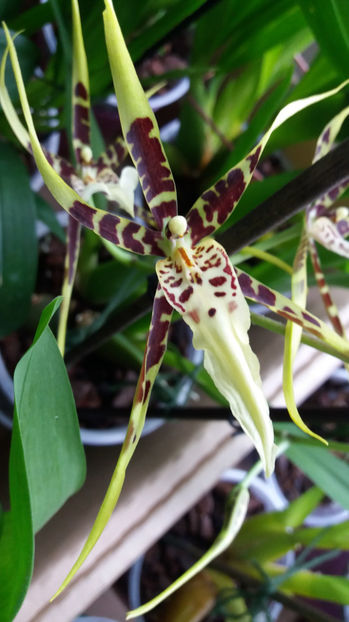 brassia "toscane" - Orhidee_4_simpodiale cu pseudobulbi