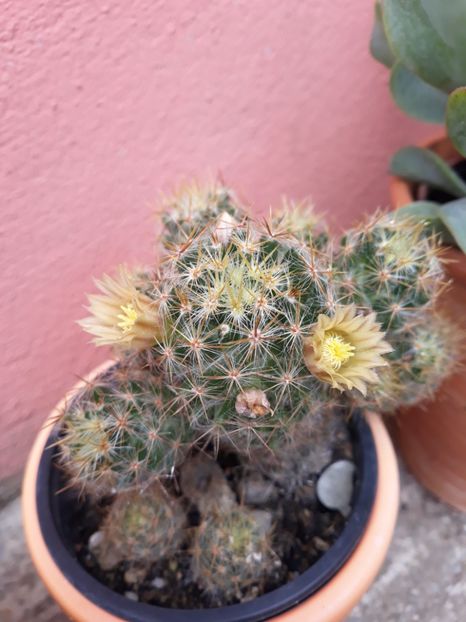  - Disponibil cactusi 2023