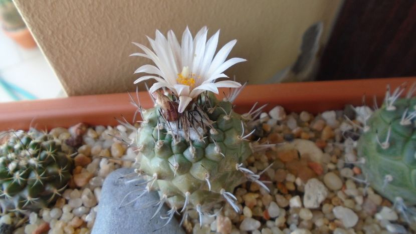 Turbinicarpus hb. - Cactusi 2020 evolutie primavara