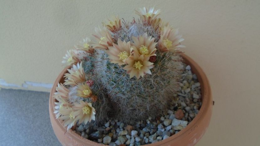 Mammillaria bocasana - Cactusi 2020 evolutie primavara