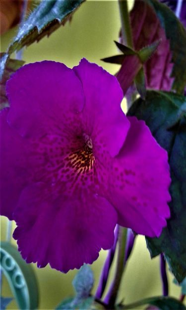  - colectia mea de achimenes 06 16 2020