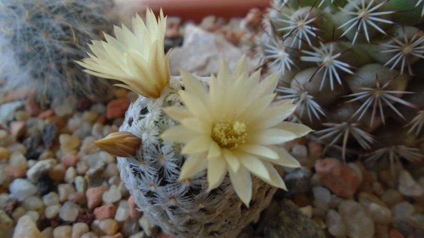 Mammillaria crinita ssp. duwei - Cactusi 2020 evolutie primavara