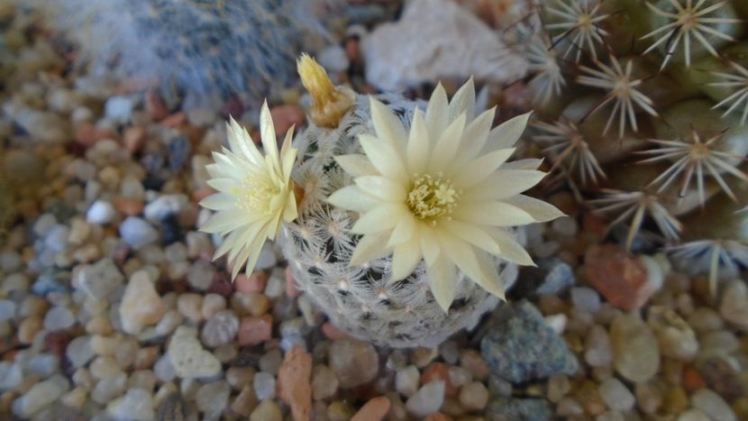 Mammillaria crinita ssp. duwei - Cactusi 2020 evolutie primavara