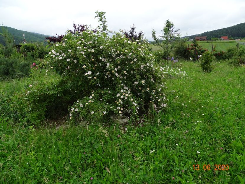 rosa canina - Dobarland 2020 4