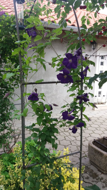 clematis hybr. blue - Gradina si terasa PrimaLuce_7-Hello 2020