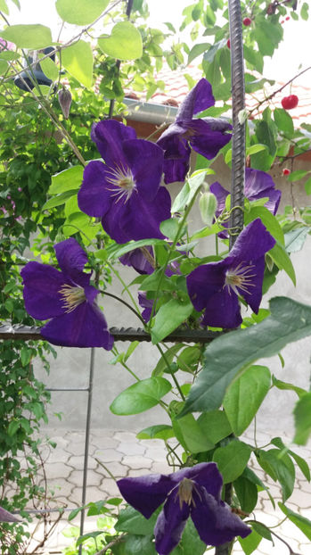 clematis hybr. blue - Gradina si terasa PrimaLuce_7-Hello 2020