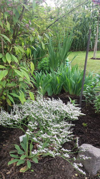 limonium tataricum(saraturica) - Gradina si terasa PrimaLuce_7-Hello 2020